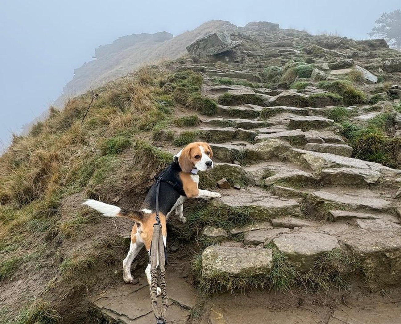 Close up of a beagle climbing a rocky hill on a foggy day